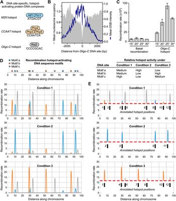 Adaptive Control of the Meiotic Recombination Landscape by DNA Site-dependent Hotspots With Implications for Evolution